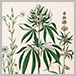 Cannabis Law