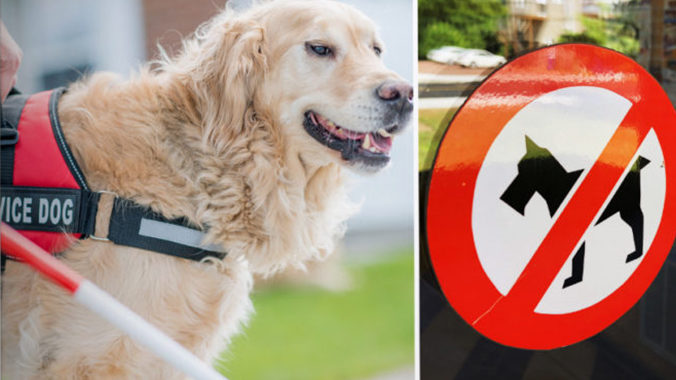 The Top 9 Things Retailers Need to Know About Service Animals