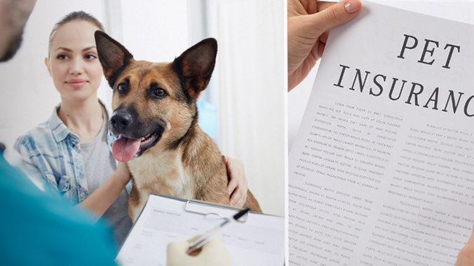 Insurance in Dog Law – Digging Through Claims