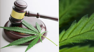 Cannabis-Law-2021_Overview-of-current-legalization-legal-practice-involved-in-Cannabis-industry-and-federal-criminal-laws-and-penalties_myLawCLE