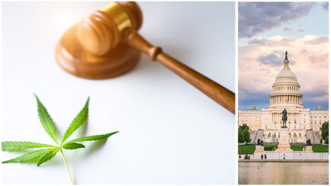 Washington Cannabis Law Updates (2021)_Flat