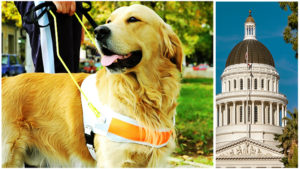 New California Law on Emotional Support Animals and Impact of Animal Welfare Laws on the Practice of Law_Flat