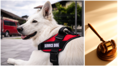 Service, Emotional Support, and Therapy Animals- What attorneys should know (Includes 1 hour ethics in animal law)_Flat_myLawCLE