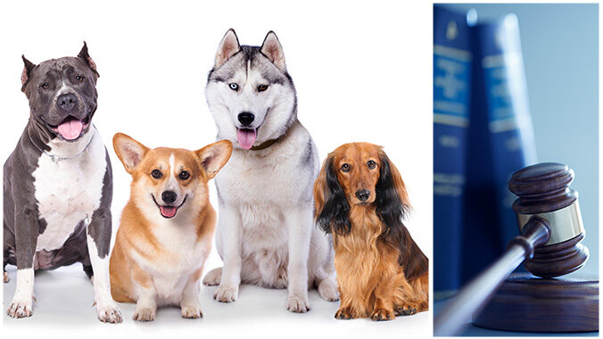 Dog Law 101: Custody and housing disputes, neglect, bites, veterinary malpractice and more
