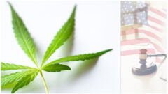 State and Regional Responses to Uncertainty in U.S. Federal Cannabis Law_myLawCLE