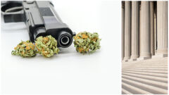 Cannabis and Firearms_How federal law strips cannabis users of Constitutional Rights_myLawCLE