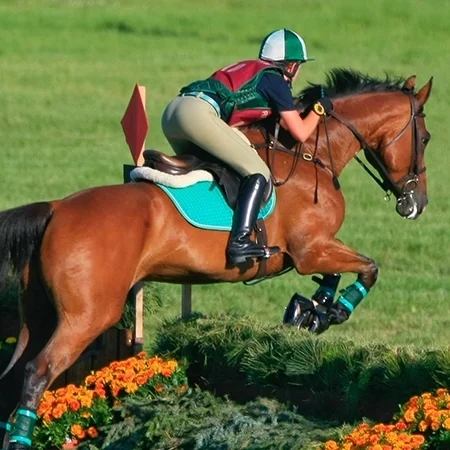 Equine Law Essentials: Liability, Business Protection, and Growth Strategies (2026 Edition)